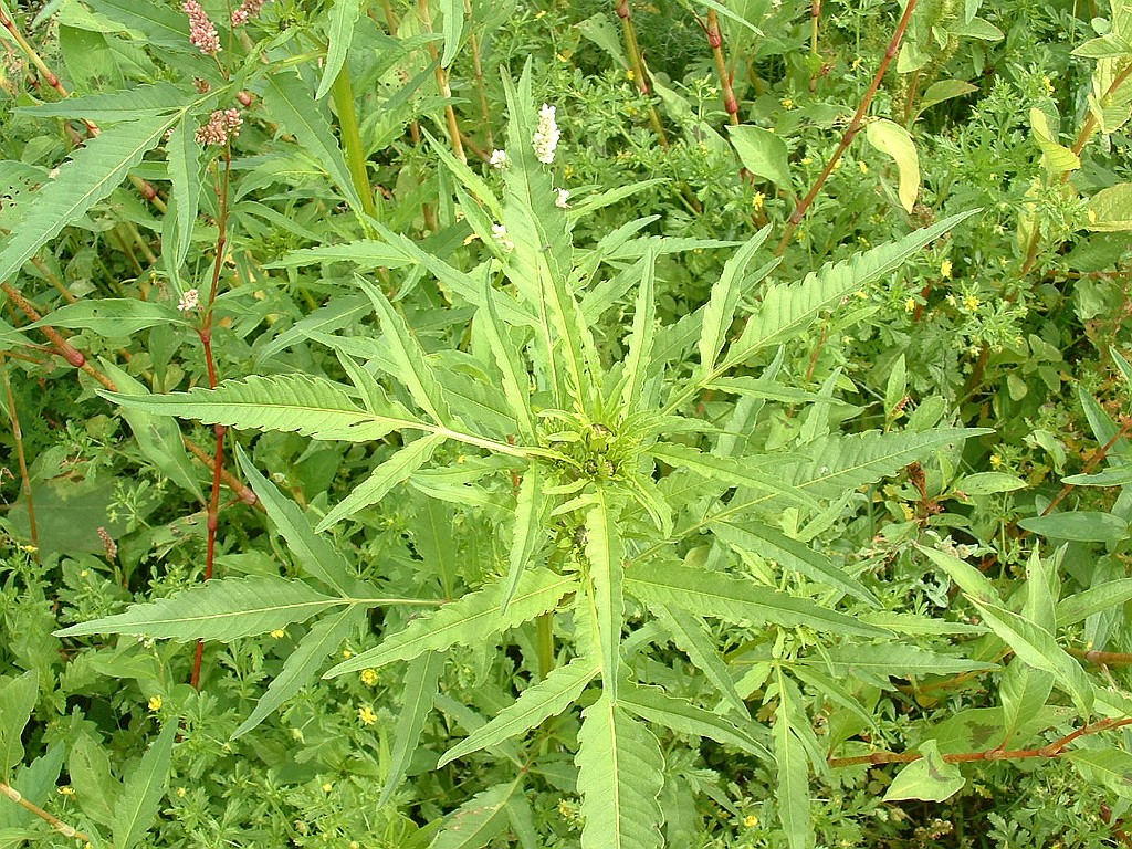 Riviertandzaad [067].jpg - Riviertandzaad  [Bidens radiata]